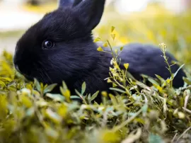 Tratamiento y cuidados para la conjuntivitis en conejos: Todo lo que necesitas saber