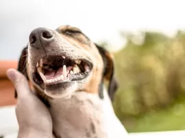 Todo lo que necesitas saber sobre los vómitos en perros: causas, tratamientos y qué hacer