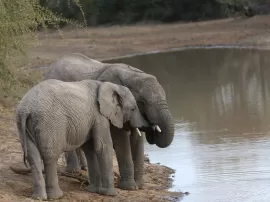 Descubriendo los asombrosos secretos de los elefantes: características, alimentación y curiosidades
