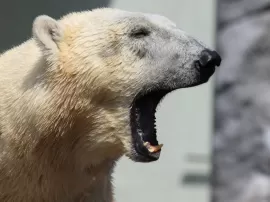 Descubriendo los secretos del oso polar: su piel blanca, su hábitat y otras curiosidades