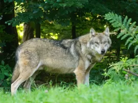 Estudio de la clasificación, producción y visualización del pacto de los lobos.