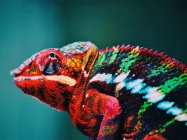Los increíbles secretos del camaleón: cómo cambia de color y por qué lo hace