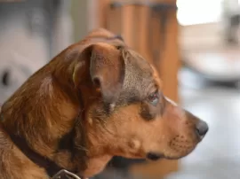 Cáncer de piel en perros: Lo que debes saber sobre sus síntomas, causas y tratamientos