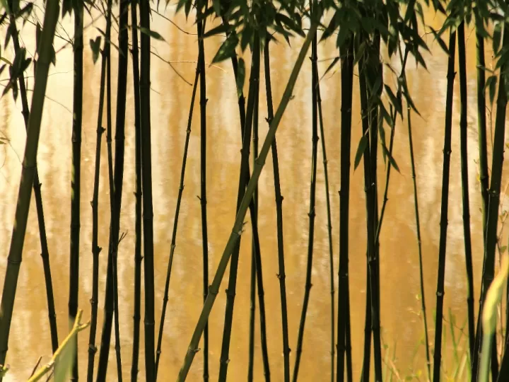 ambientador bambu mercadona